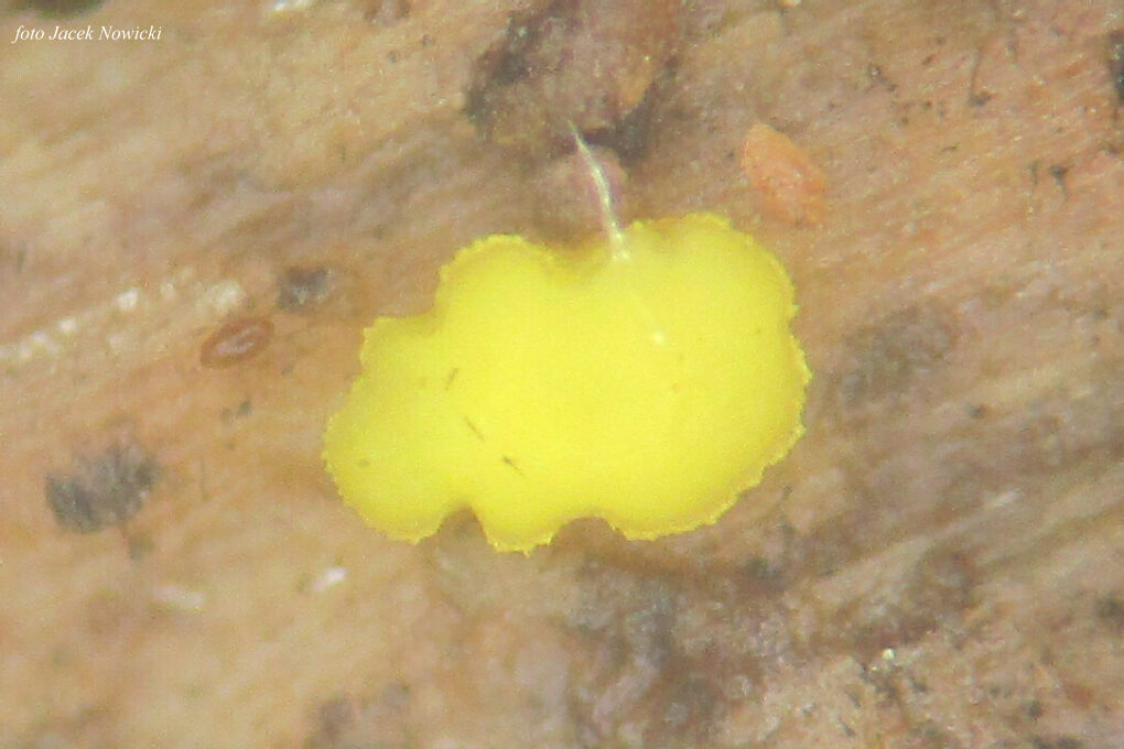 Dendrodochium citrinum gb8
