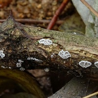 Lachnella alboviolascens q1