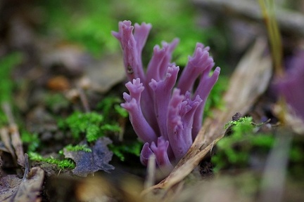 grzyb gozdzielec fioletowy1