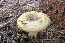 Piotrek