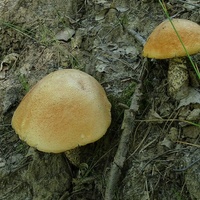 koźlarz pomarańczowożółty 1