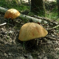 koźlarz pomarańczowożółty 2
