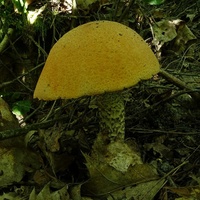 koźlarz pomarańczowożółty 3