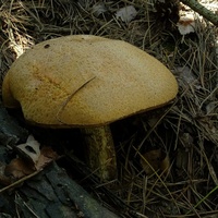 koźlarz pomarańczowożółty 5