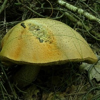 koźlarz pomarańczowożółty 6b