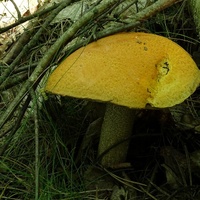 koźlarz pomarańczowożółty 7