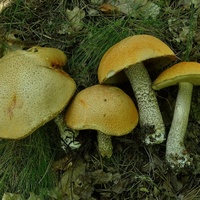 koźlarz pomarańczowożółty 8
