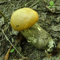 koźlarz pomarańczowożółty 9