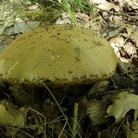 koźlarz pomarańczowożółty 10