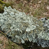 żółtlica chropowata mr2